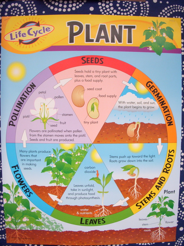 Worksheets and Resources - 2nd Grade Plants